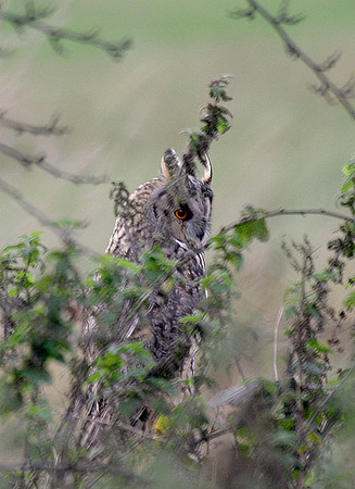 Long eared Owl