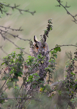 IMG_0312 Long-Eared Owl - nthsby - Nov 8