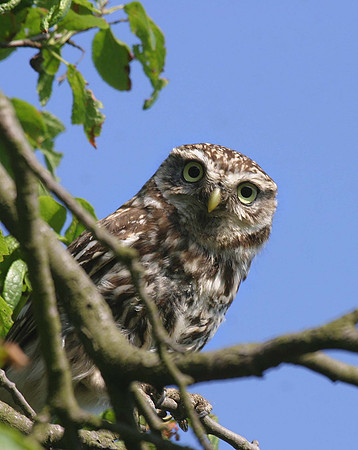 Little Owl different location