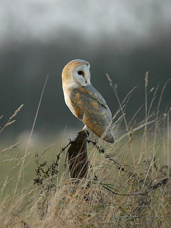 Barn Owl on post