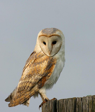 Local Barn Owl's