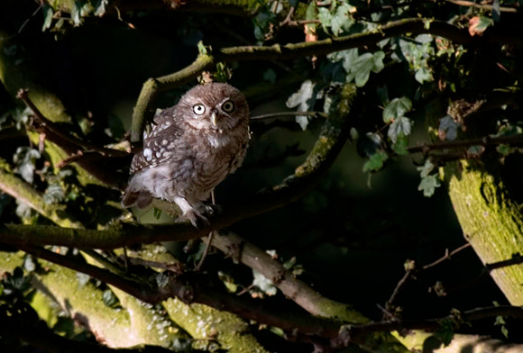 One of two young owlets