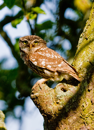 Little Owl  June 23 2010