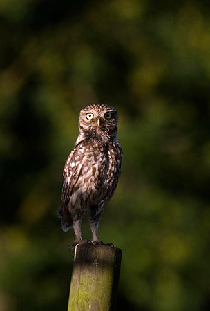 who's looking at me.