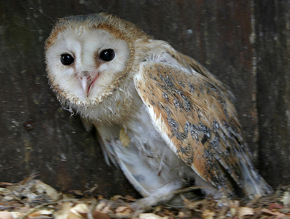 Only survivor out of 5 chicks. Released back into the wild.