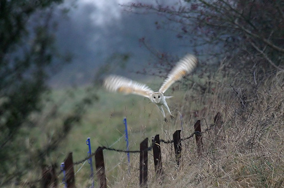 Barn Owl in flight