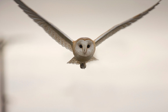 Barn Owl1 full frame