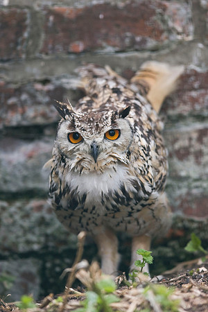 Captive Bengal Eagle Owl - shot through a wire fence.