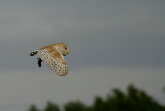 Flying back to nest with kill