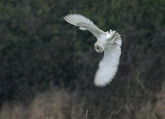 Hunting