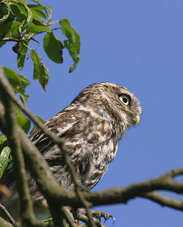 Little Owl