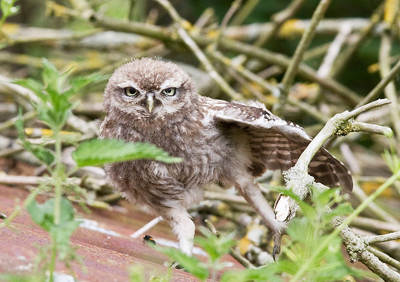 Little_Owlet3_-_July8__2010-4390
