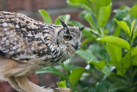 Captive Bengal Eagle Owl