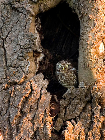 Local Little Owl - nest site, just woke up.