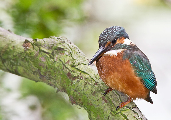 KF__female6_crop_-_flash__-_Aug_12_2010-0664