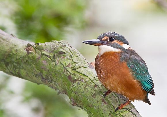 KF__female7_crop_-_flash__-_Aug_12_2010-0665