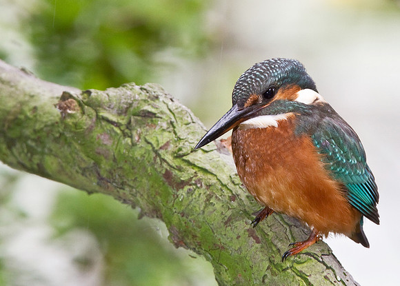 KF__female5_crop_-_flash__-_Aug_12_2010-0663