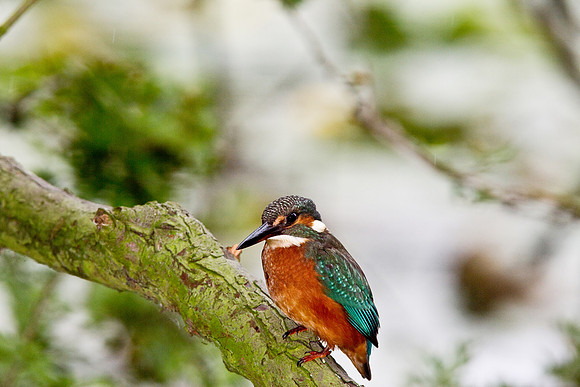 KF__female2_-_flash__-_Aug_12_2010-0658