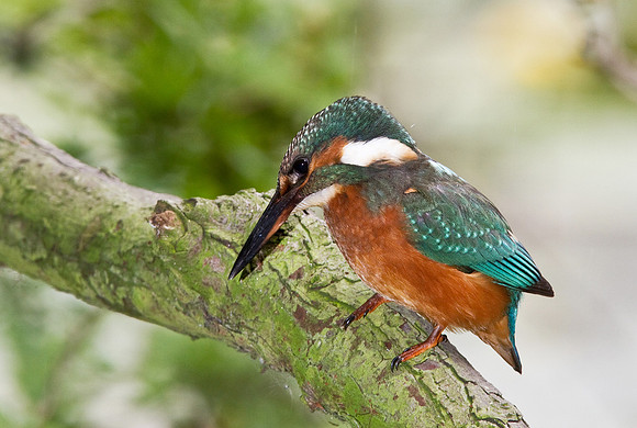 KF__female8_crop_-_flash__-_Aug_12_2010-0666