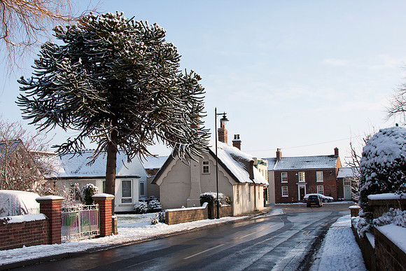 IMG_5580 Thatch square Feb 10