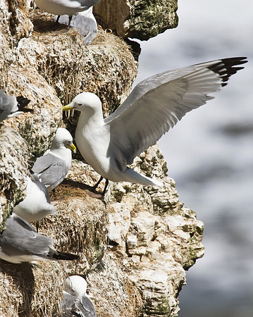 Kittiwake__14_June__2010-1968