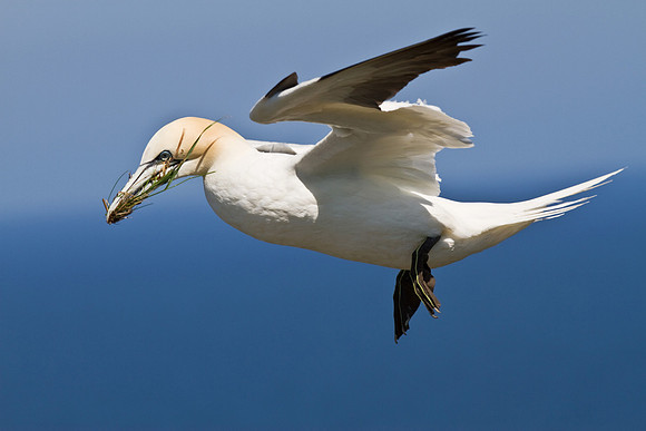 Gannet____14_June__2010-2161