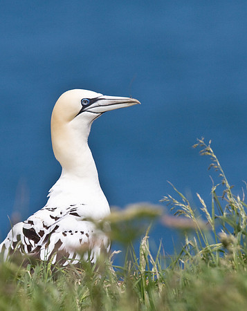 Gannet_juv___14_June__2010-1894
