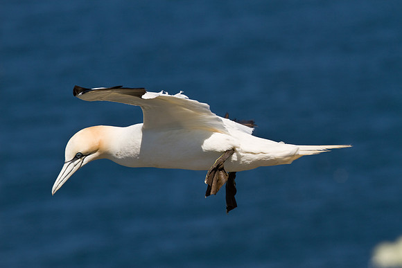 Gannet____14_June__2010-2201