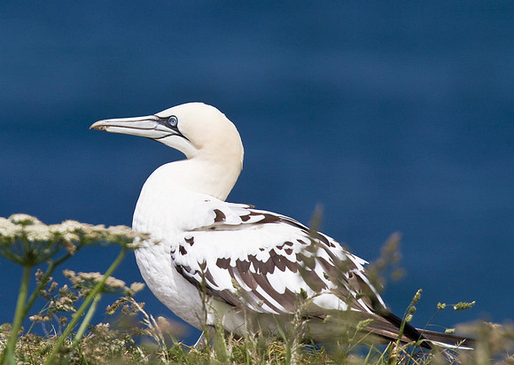 Gannet_juv___14_June__2010-1907