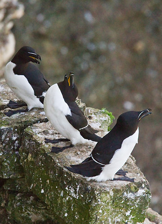 Razorbill_x3__iso_3200___14_June__2010-2296