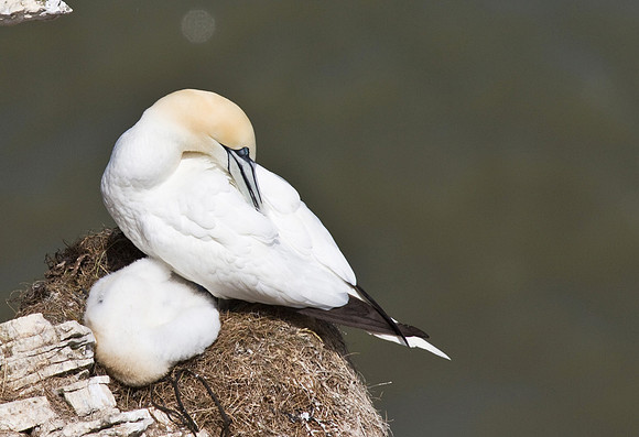 Gannet_with__chicks___14_June__2010-1893