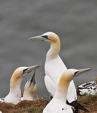 Gannet_group___14_June__2010-1760