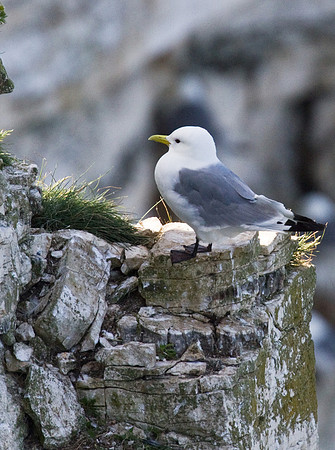 Kittiwake_on_rock___14_June__2010-1923