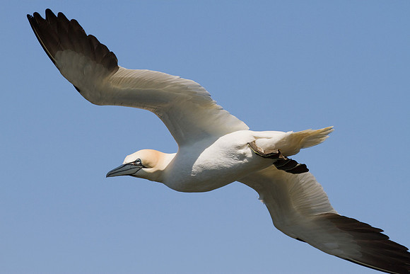 Gannet____14_June__2010-2183