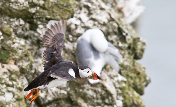 Puffin_in_flight___14_June__2010-1876