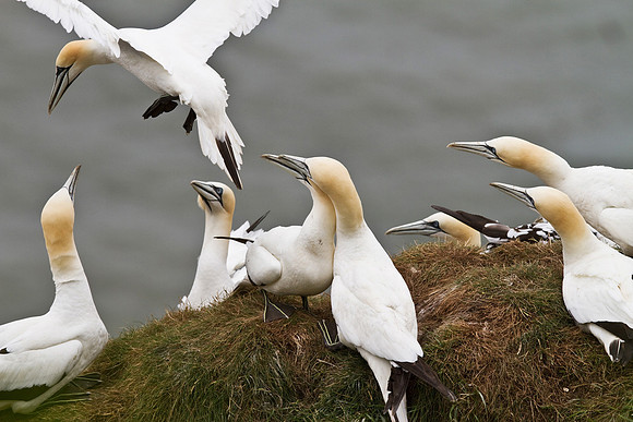 Gannet_group3____14_June__2010-1823