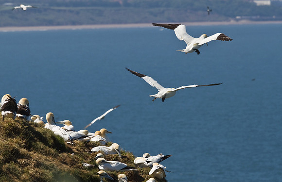 Gannets__14_June__2010-2