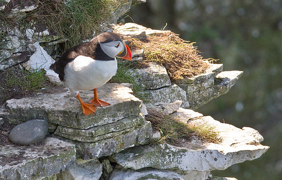 Puffin___14_June__2010-2227