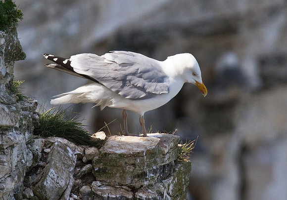 Herring_Gull___14_June__2010-1928