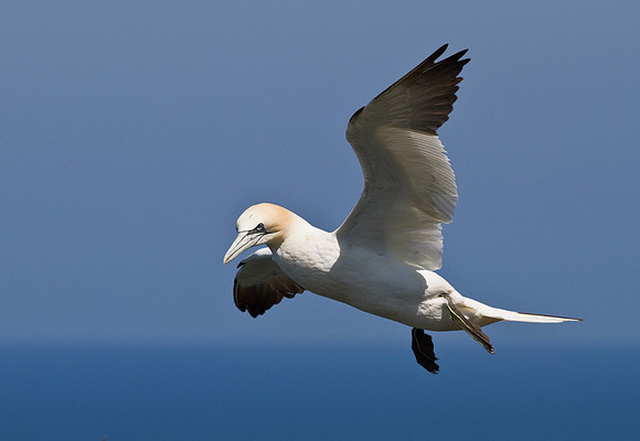 Gannet____14_June__2010-2112