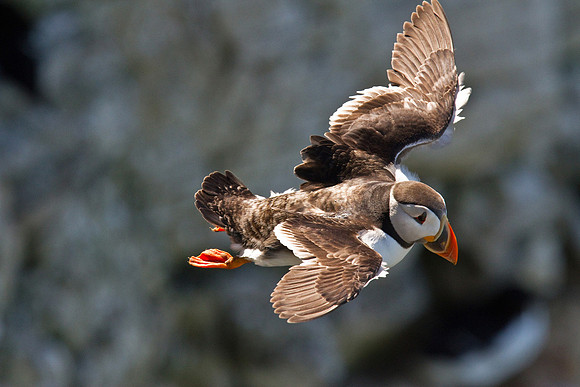 Puffin_in_flight__iso_1600___14_June__2010-2363