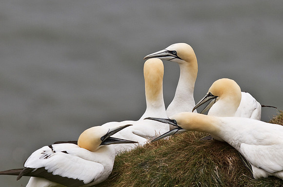 Gannet_group4____14_June__2010-1829
