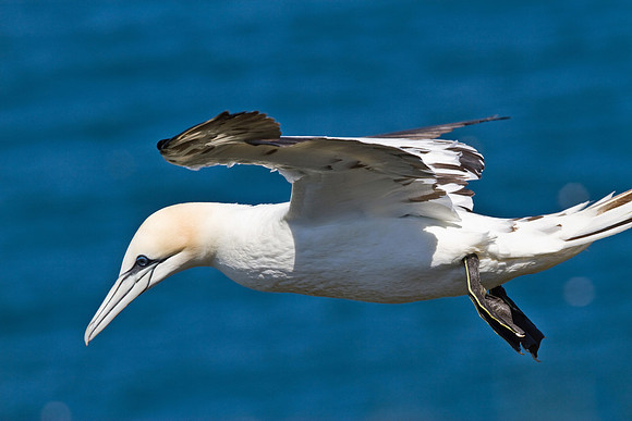 Gannet____14_June__2010-2115