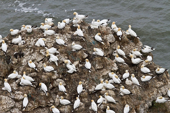 Gannet_on_the_rock____14_June__2010-1841