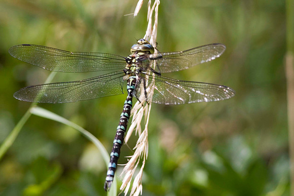 Common Hawker
