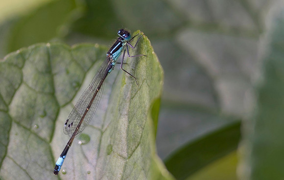 Blue-tailed Damselfy