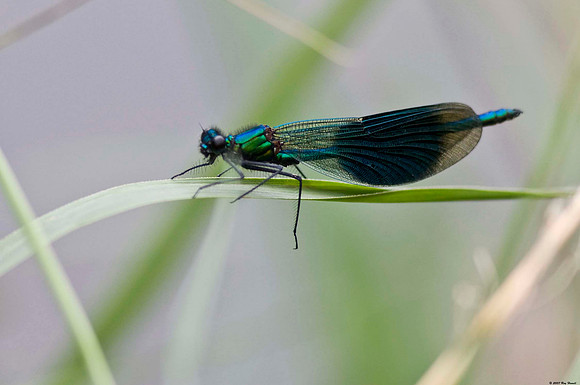 Banded Demoiselle