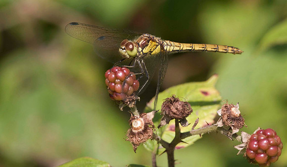 Common Darter