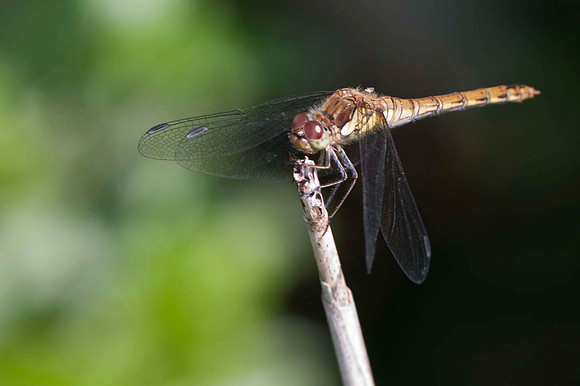 Common Darter