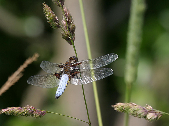 Broad-bodied Chaser - male